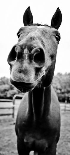 a black and white photo of a horse looking at the camera with its mouth open