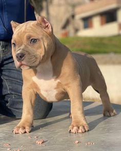 a small brown and white dog standing on top of a cement floor next to a person