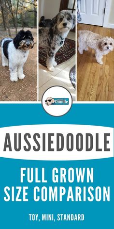 the aussiedoodle full grown size comparison is shown in three different pictures, including one