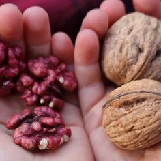 two hands holding walnuts and peanuts in their palms