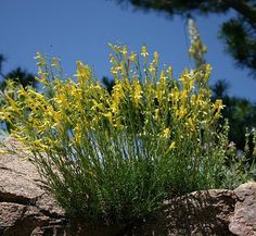 yellow flowers growing out of the rocks in front of some pine trees and blue sky