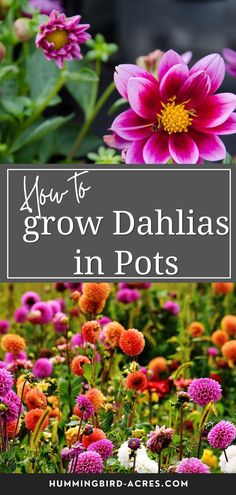 flowers with the title how to grow dahlias in pots