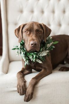 a brown dog laying on top of a white chair with a wreath around its neck