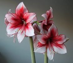 two red and white flowers in a vase