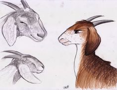 three goats and one goat's head are shown in this drawing