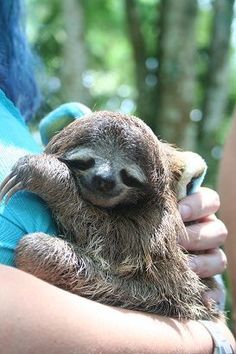 a woman holding a baby sloth in her arms