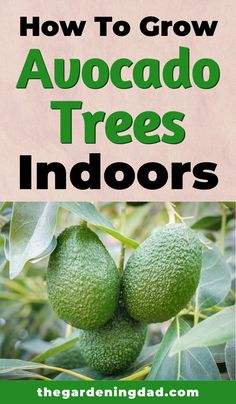 how to grow avocado trees indoors