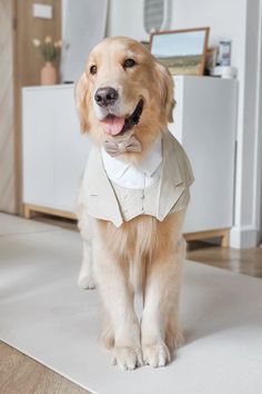 a golden retriever wearing a tuxedo and bow tie