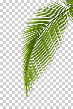 green palm tree leaves on a white background png clipart free for personal use