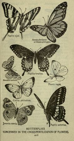 an old book with many different butterflies on it's pages, including one in black and