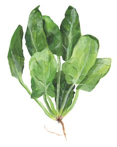 a watercolor painting of spinach leaves with roots in the center and green leaves on each side