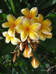 a bunch of yellow flowers hanging from a tree