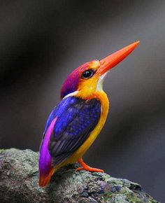 a colorful bird sitting on top of a rock