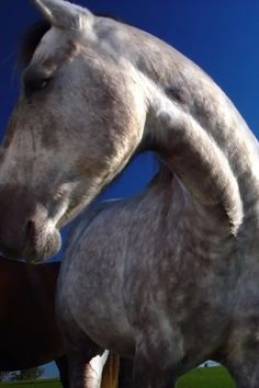 a gray horse standing next to another brown horse