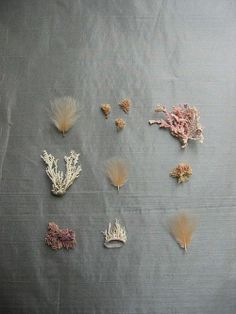 several different types of corals and seaweed on a gray surface with white background