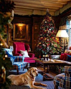 a dog laying in the middle of a living room with a christmas tree behind it