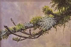 a painting of a tree branch with pine cones on it