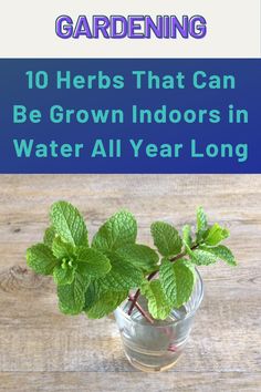 a glass vase filled with water and mint plants on top of a wooden table text reads 10 herbs that can be grown indoors in water all year long