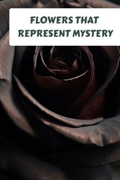 a black rose with the words flowers that represent mystery