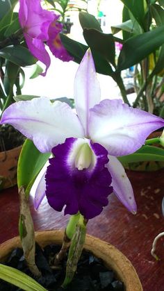 a purple and white flower sitting on top of a table next to potted plants