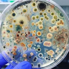 a person in blue gloves holding up a petri dish with small yellow and green flowers on it