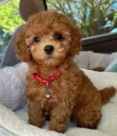 a small brown dog sitting on top of a white blanket in the back seat of a car