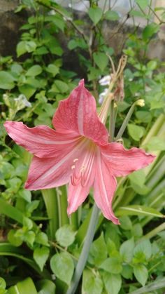 a pink flower in the middle of some green plants