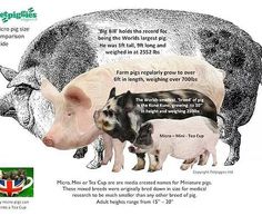 three pigs and two piglets are depicted in this graphic