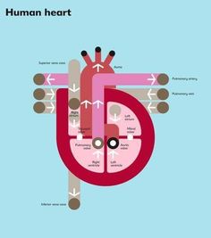 the human heart is shown in this diagram