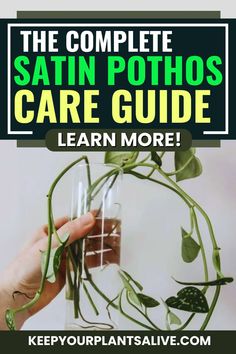 the complete satin pothos care guide learn more