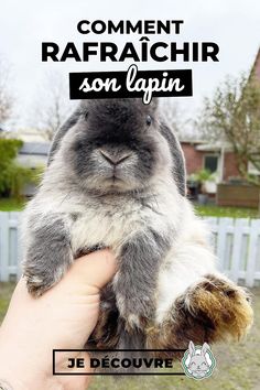 a person holding a rabbit in their hand with the words comment d'apprent