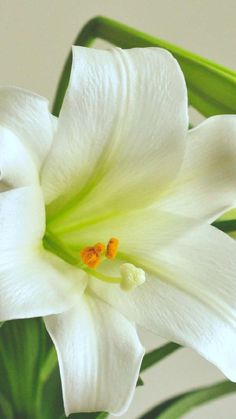 a white flower with green leaves in the foreground and an orange stamen on the center