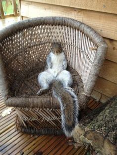 a small squirrel sitting on top of a wicker chair