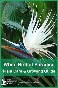 white bird of paradise plant care and growing guide