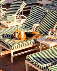 a dog laying on top of a green and white striped lawn chair next to another set of chairs