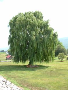 a large green tree sitting on top of a lush green field