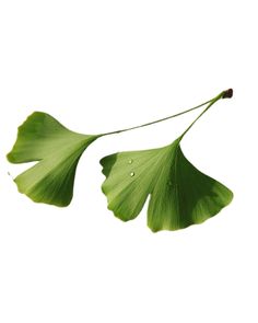 a green leaf with water drops hanging from it's back end, against a white background