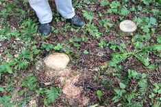 a person standing in the grass next to some trees stumps and green leaves on the ground