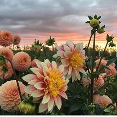 flowers are blooming in the field at sunset