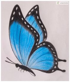 two blue butterflies with white dots on their wings