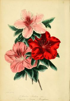 an antique print of pink and red flowers