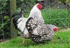 two chickens standing next to each other on grass in front of a fenced area