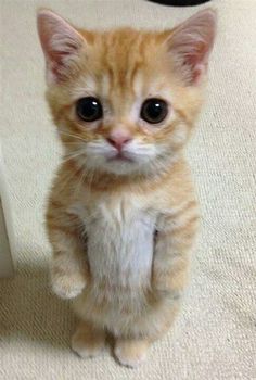 an orange kitten standing on its hind legs and looking at the camera with big eyes