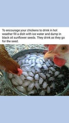 two chickens are eating out of a bowl filled with water and ice cubes while another chicken looks on