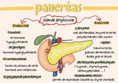 Pancréas médecine endocrinologie digitalnotes Pancreas Notes, Med School Study, Study Biology, Basic Anatomy And Physiology, Medical Student Study, Biology Lessons, Medical School Motivation, Medical School Inspiration, Nursing School Tips