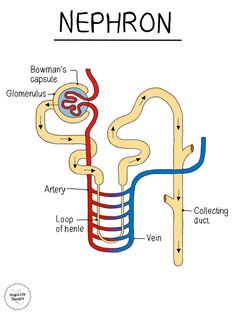 diagram of the nephron, labeled in red and blue with caption below