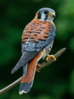 a bird sitting on top of a tree branch next to green trees in the background