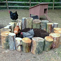 chickens and roosters are gathered around a fire pit made out of tree stumps