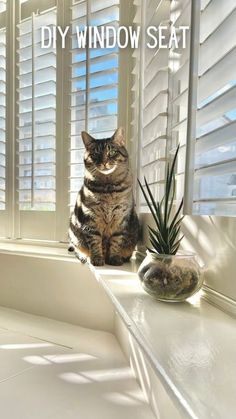 a cat sitting on top of a window sill next to a potted plant