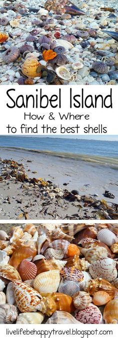 shells on the beach with text that reads, sanibe island how and where to find the best shells